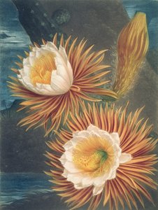 The Night-Blowing Cereus, from The Temple of Flora by Robert Thornton by Philip after Reinagle